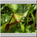 Acanthosoma haemorrhoidale - Wipfel-Stachelwanze 01.jpg